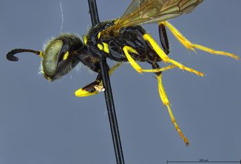 Media type: image;   Entomology 13758 Aspect: habitus lateral view